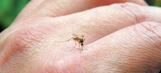 Πώς να αντιμετωπίσετε τα κουνούπια με φυσικά μέσα